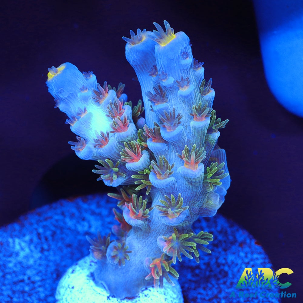 JF Blow Torch