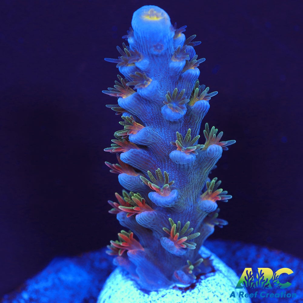 JF Blow Torch