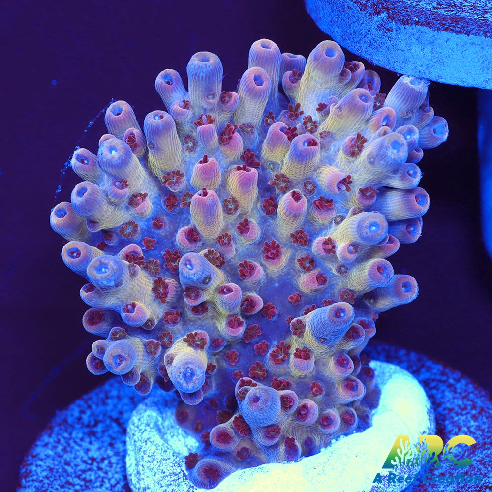 ARC Pomegranate Table