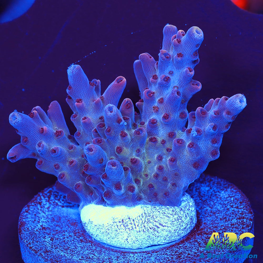 ARC Pomegranate Table