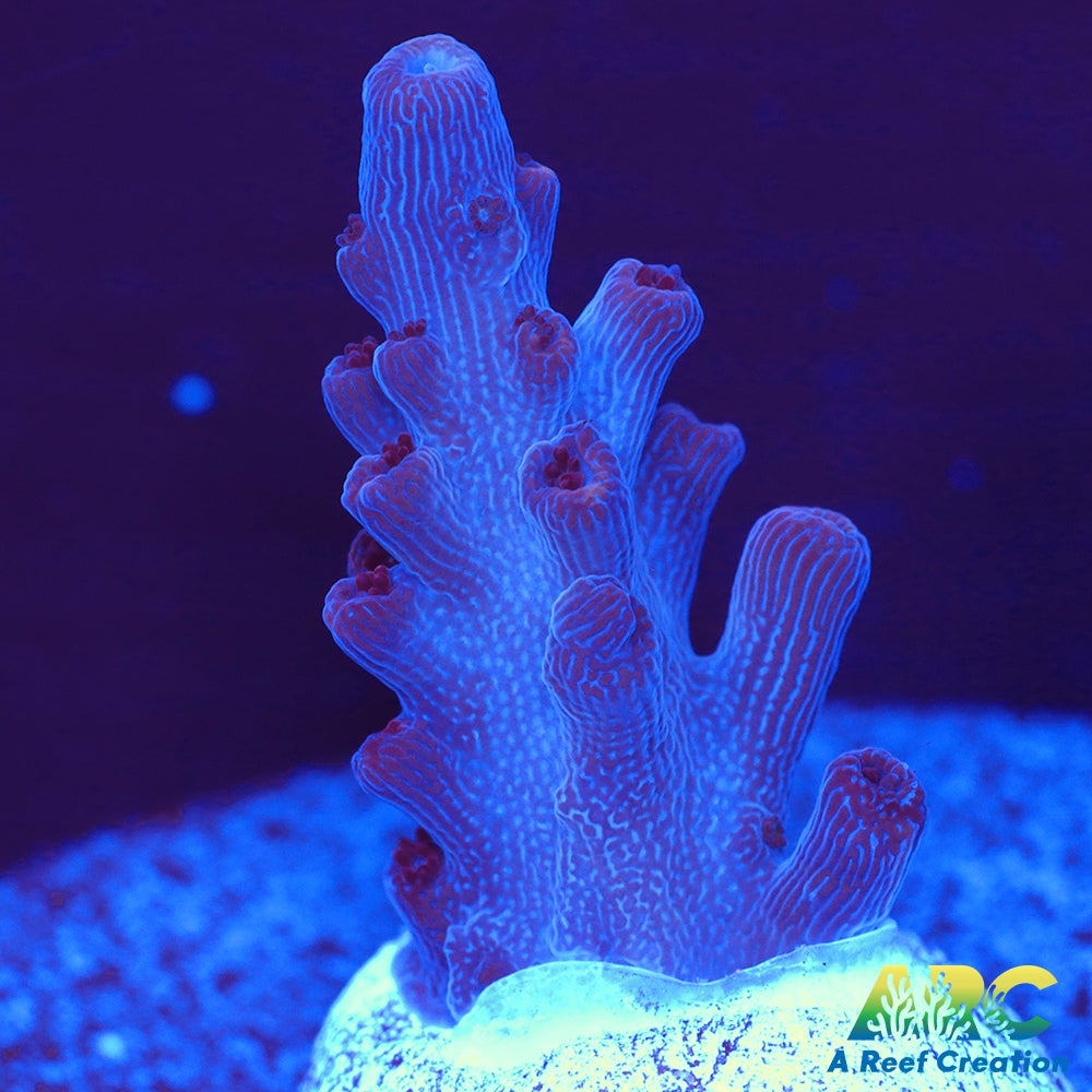 ARC Pomegranate Table