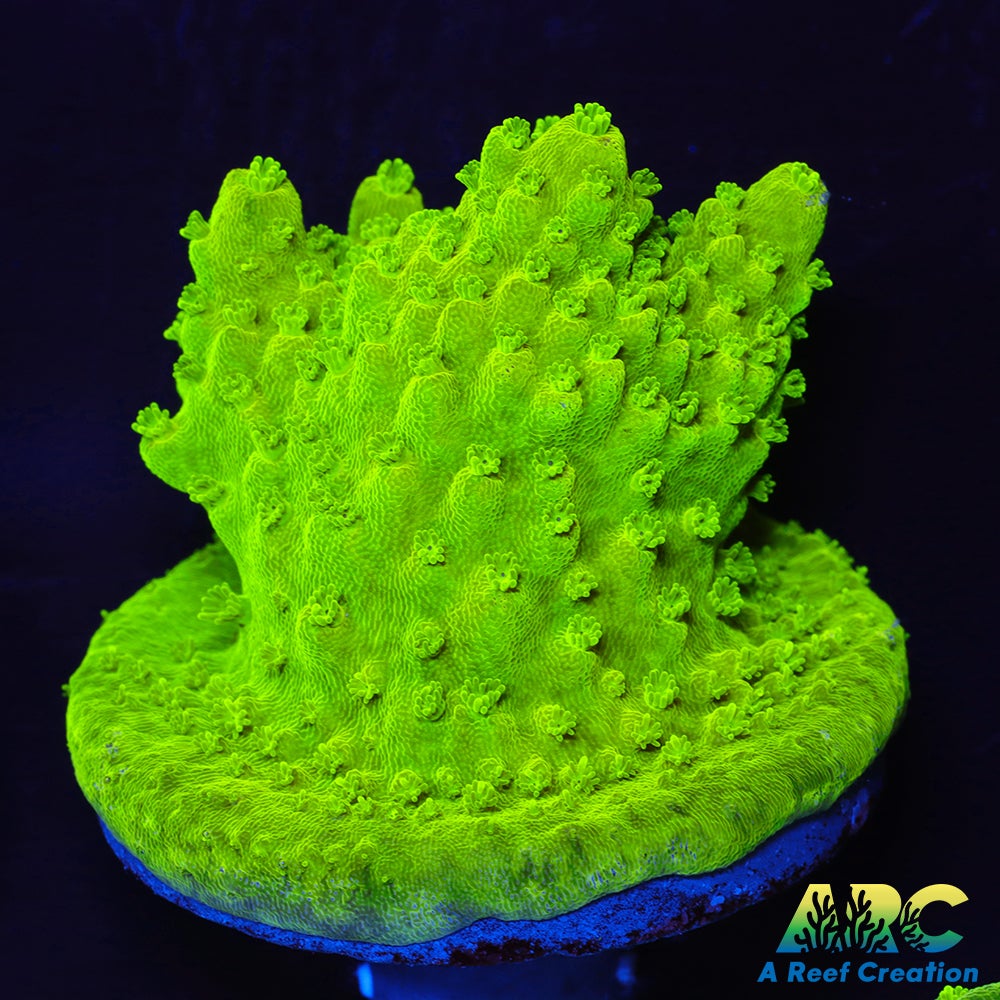 ARC RandyO's Humilis