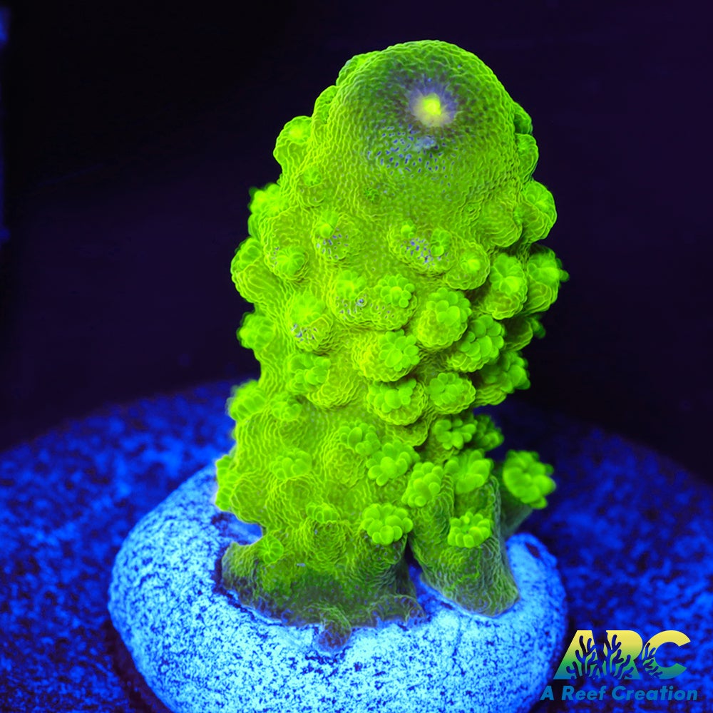 ARC RandyO's Humilis