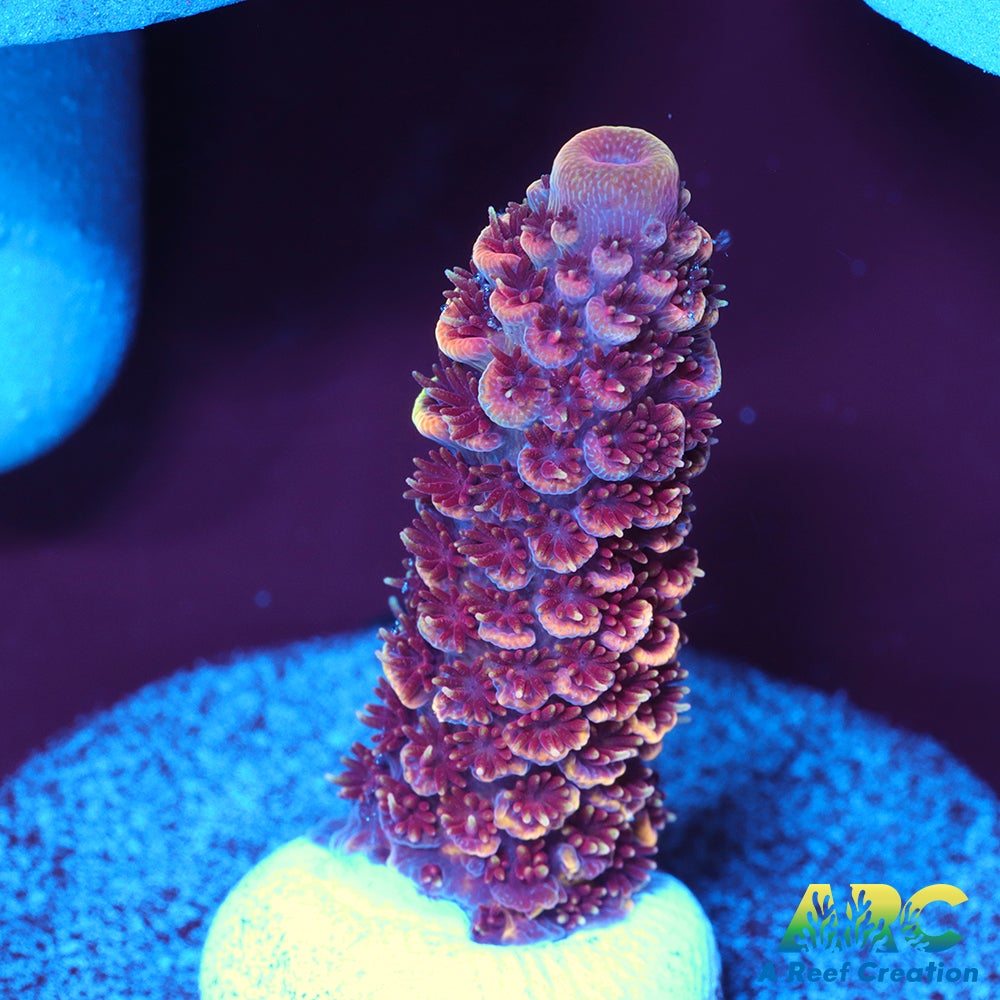 ARC Strawberry Spath