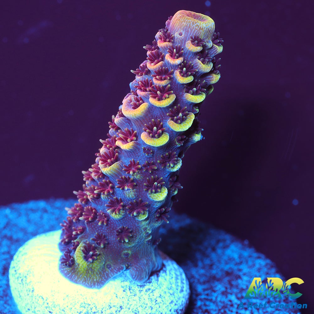 ARC Strawberry Spath