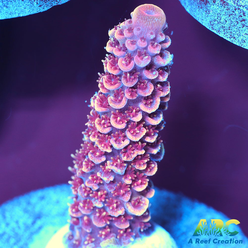 ARC Strawberry Spath