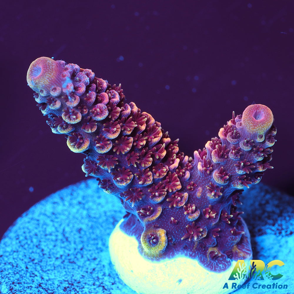 ARC Strawberry Spath