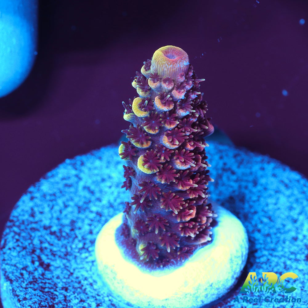 ARC Strawberry Spath