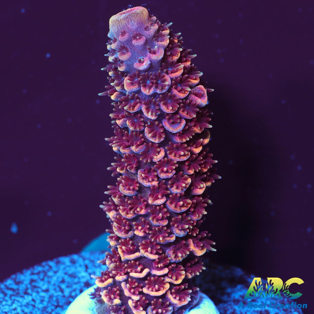 ARC Strawberry Spath