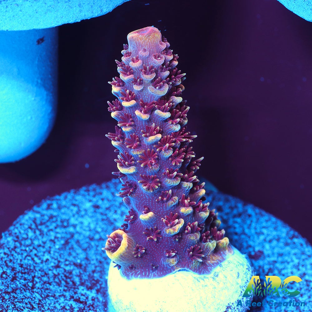 ARC Strawberry Spath