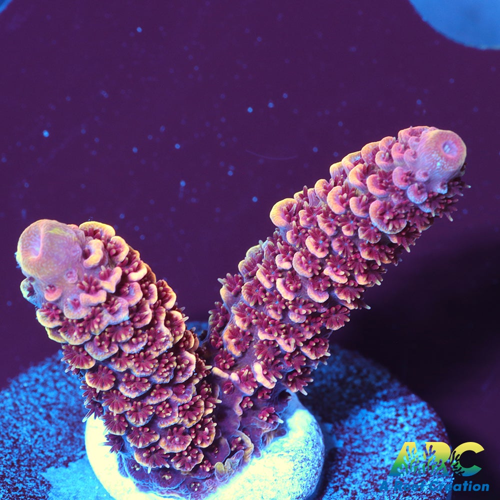 ARC Strawberry Spath