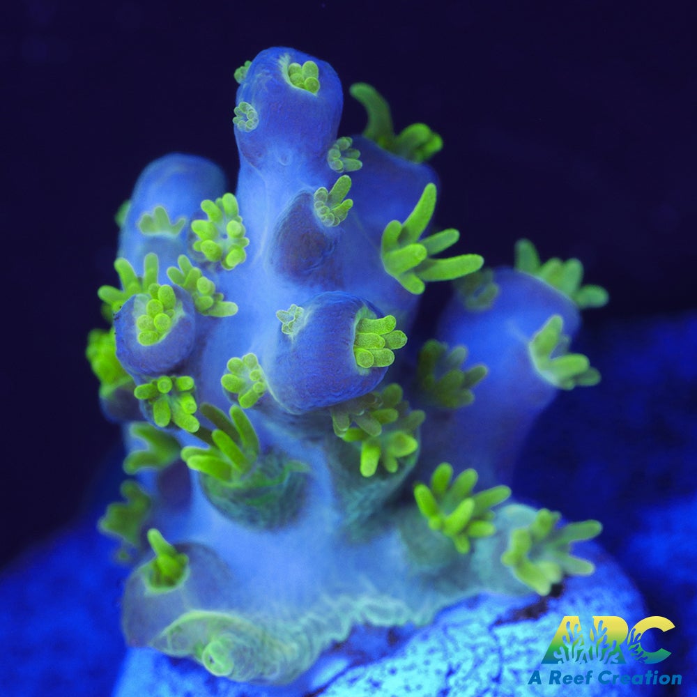 RRC Marvin the Martian