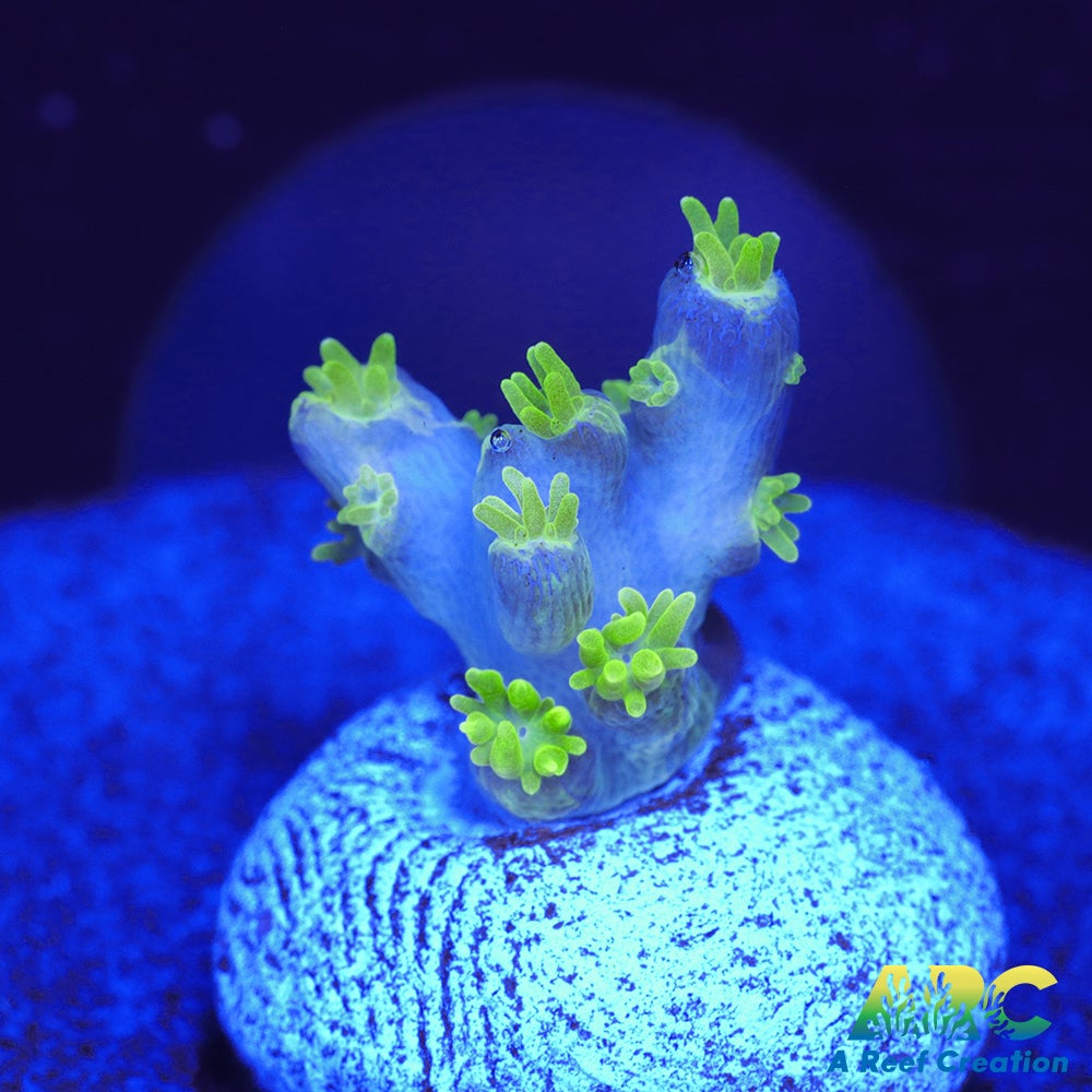 RRC Marvin the Martian