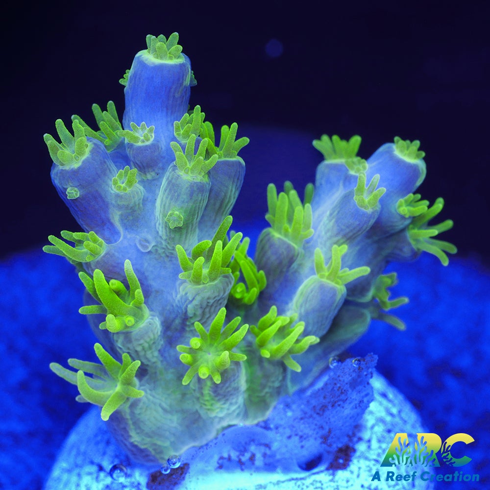 RRC Marvin the Martian