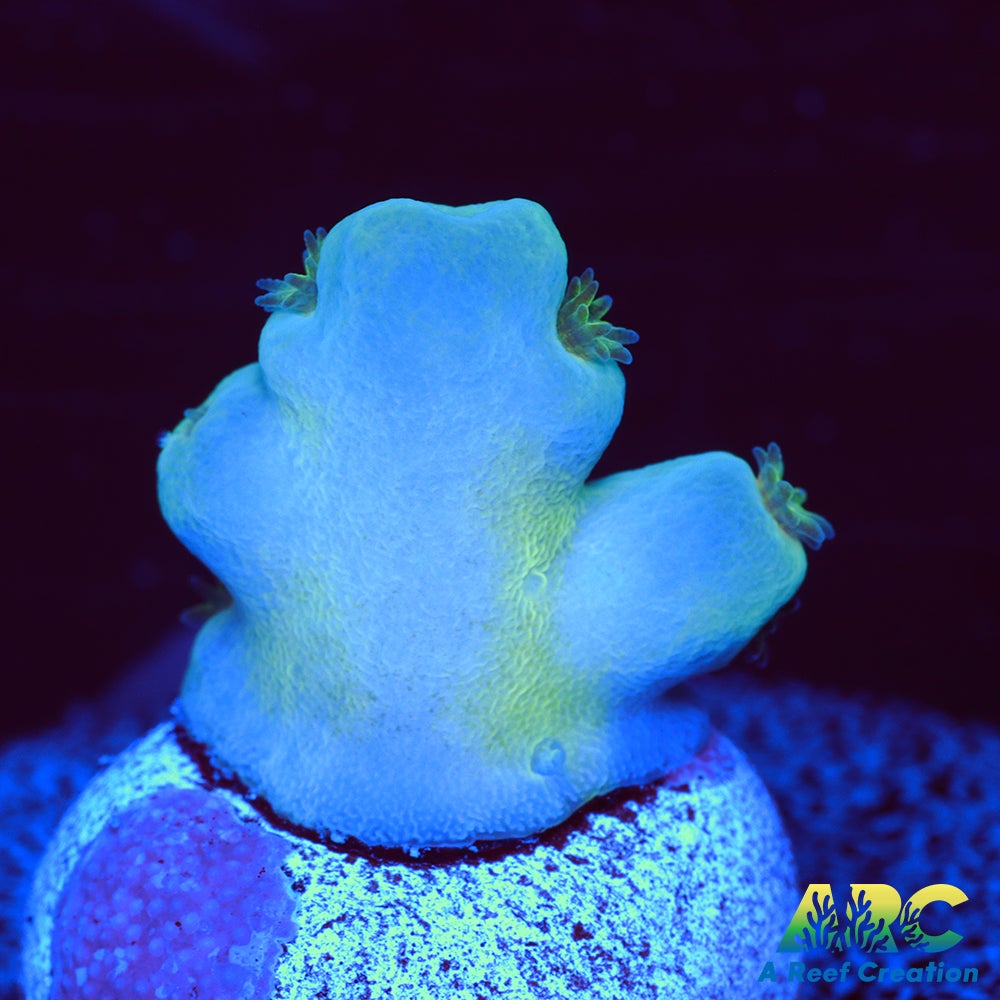 ReefGen Blueberry Fantasy