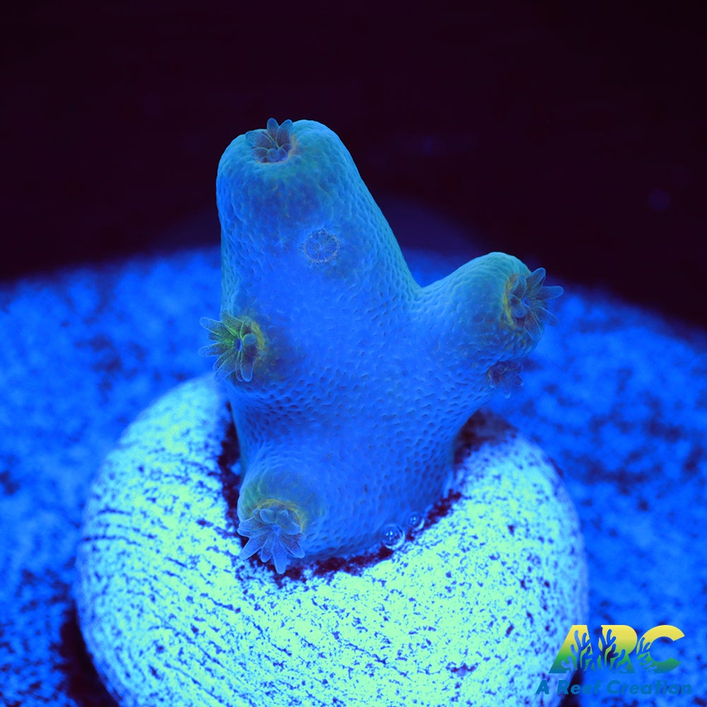 ReefGen Blueberry Fantasy