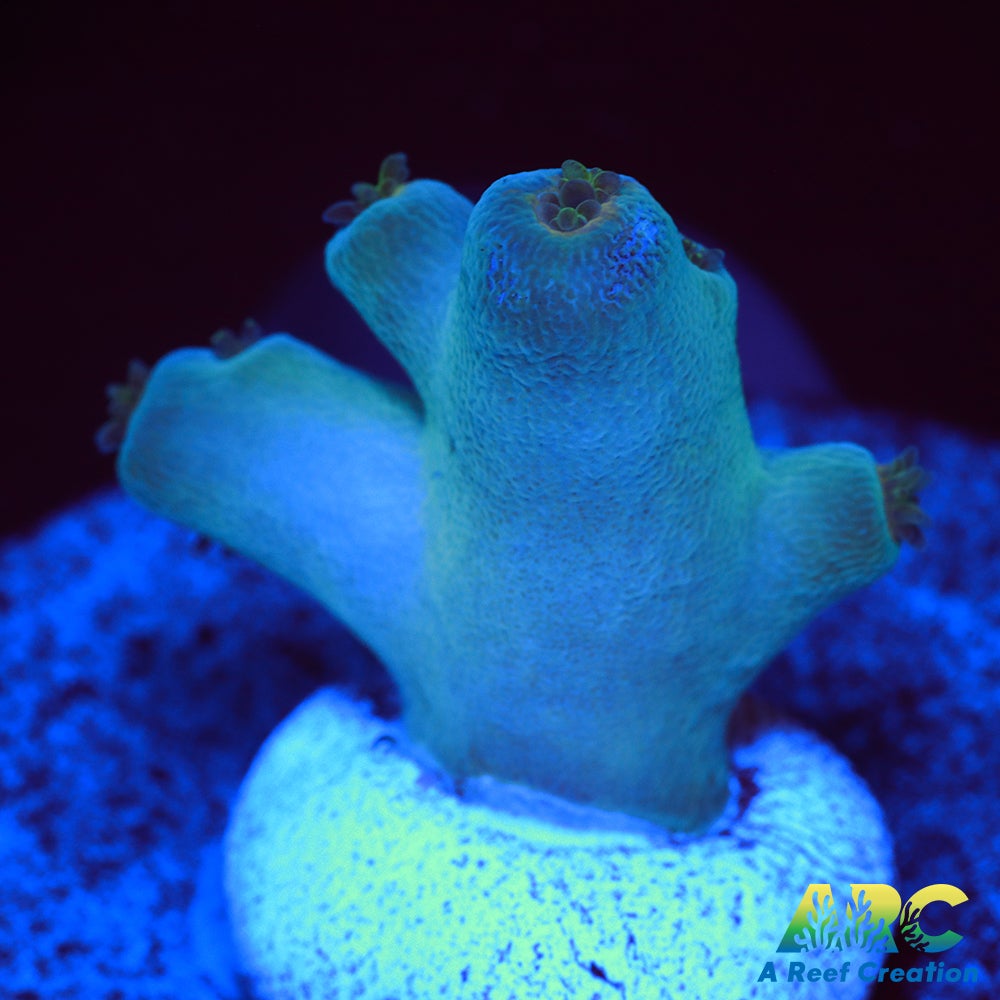 ReefGen Blueberry Fantasy