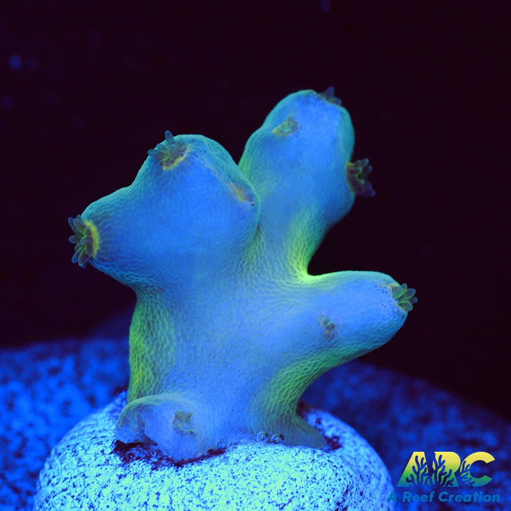 ReefGen Blueberry Fantasy