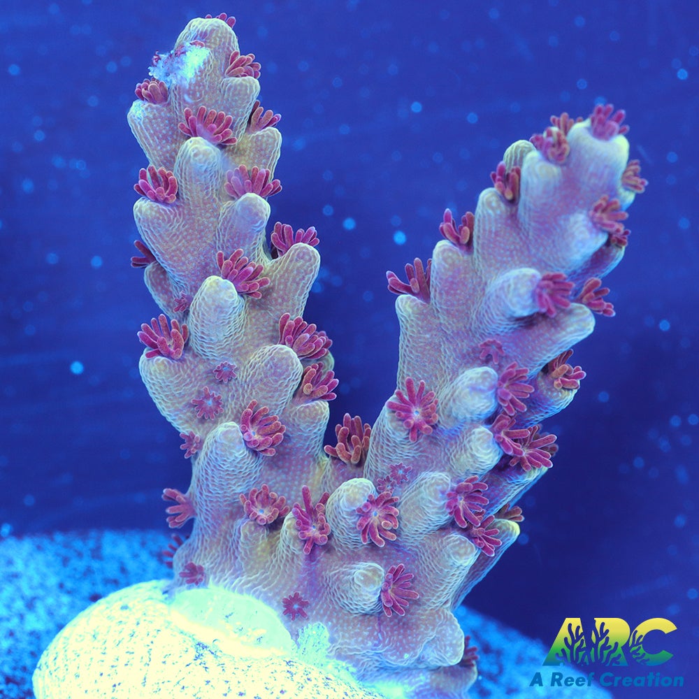 Sanjay's Concord Grape