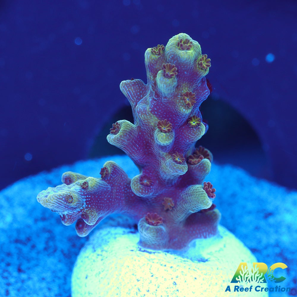 Sanjay's Concord Grape