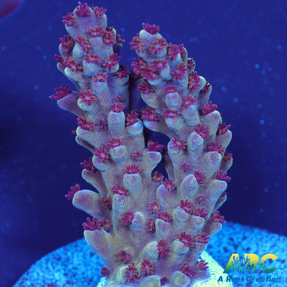 Sanjay's Concord Grape