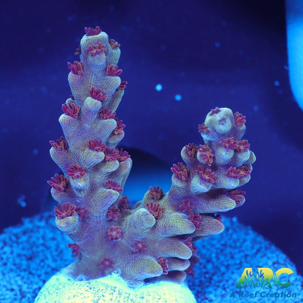 Sanjay's Concord Grape