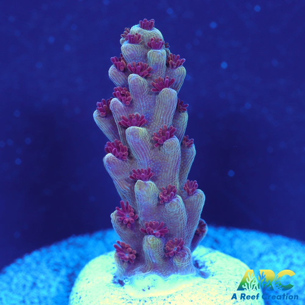 Sanjay's Concord Grape