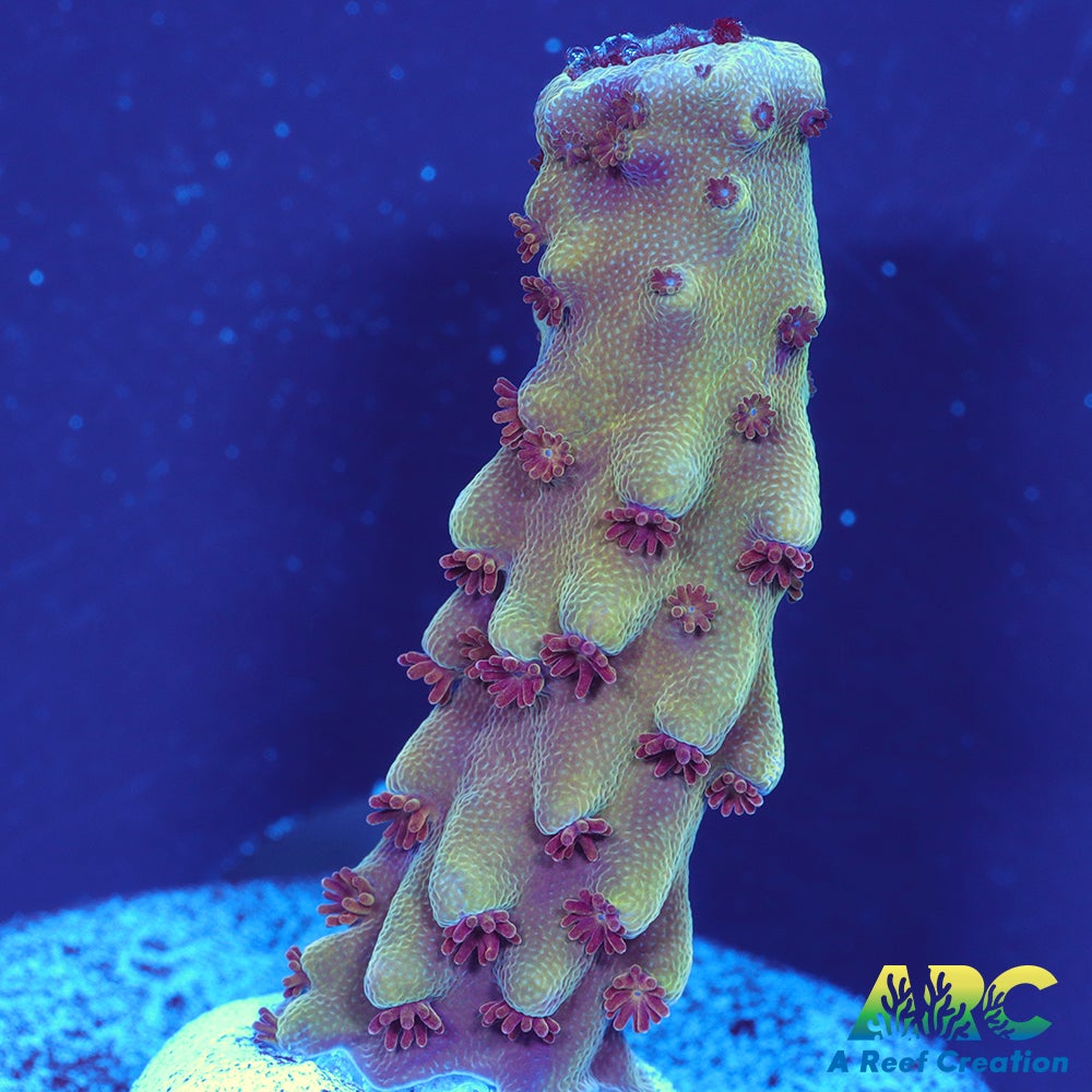 Sanjay's Concord Grape