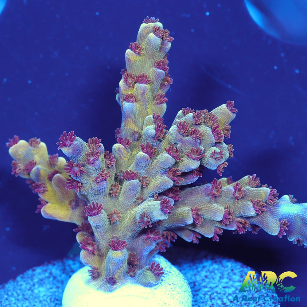 Sanjay's Concord Grape