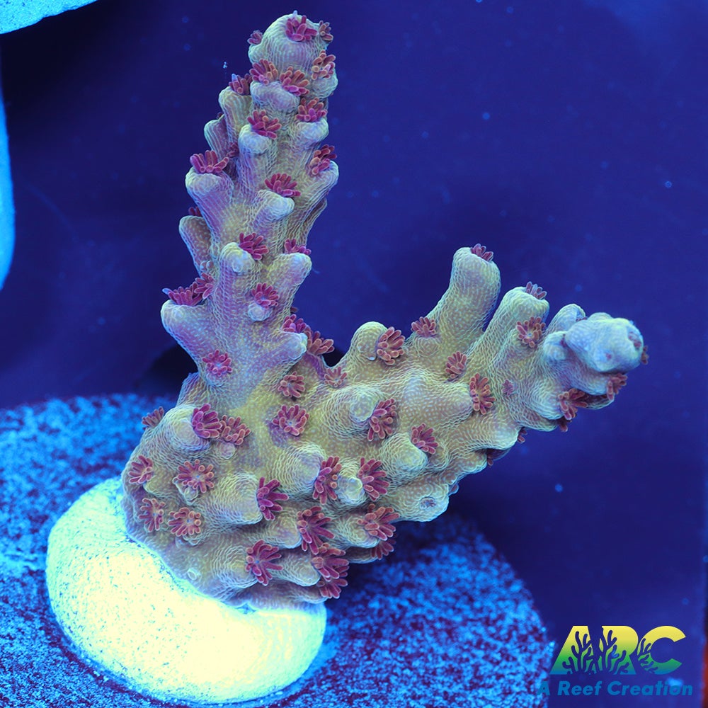 Sanjay's Concord Grape