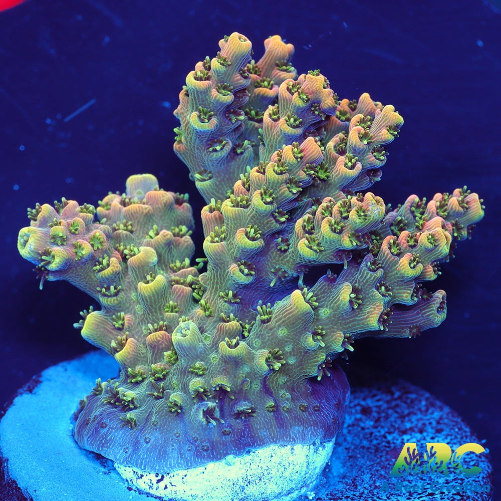 Sanjay's Party Time Table