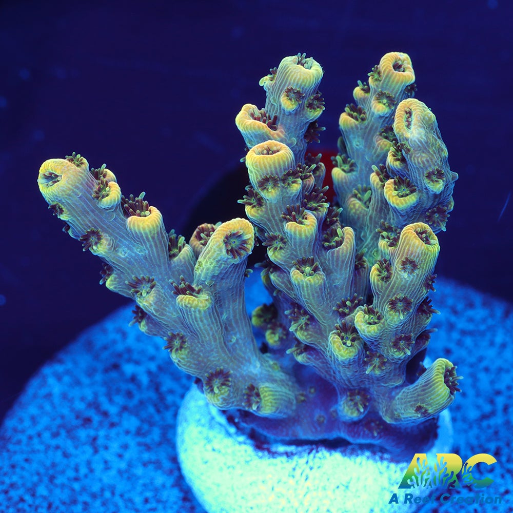 Sanjay's Party Time Table