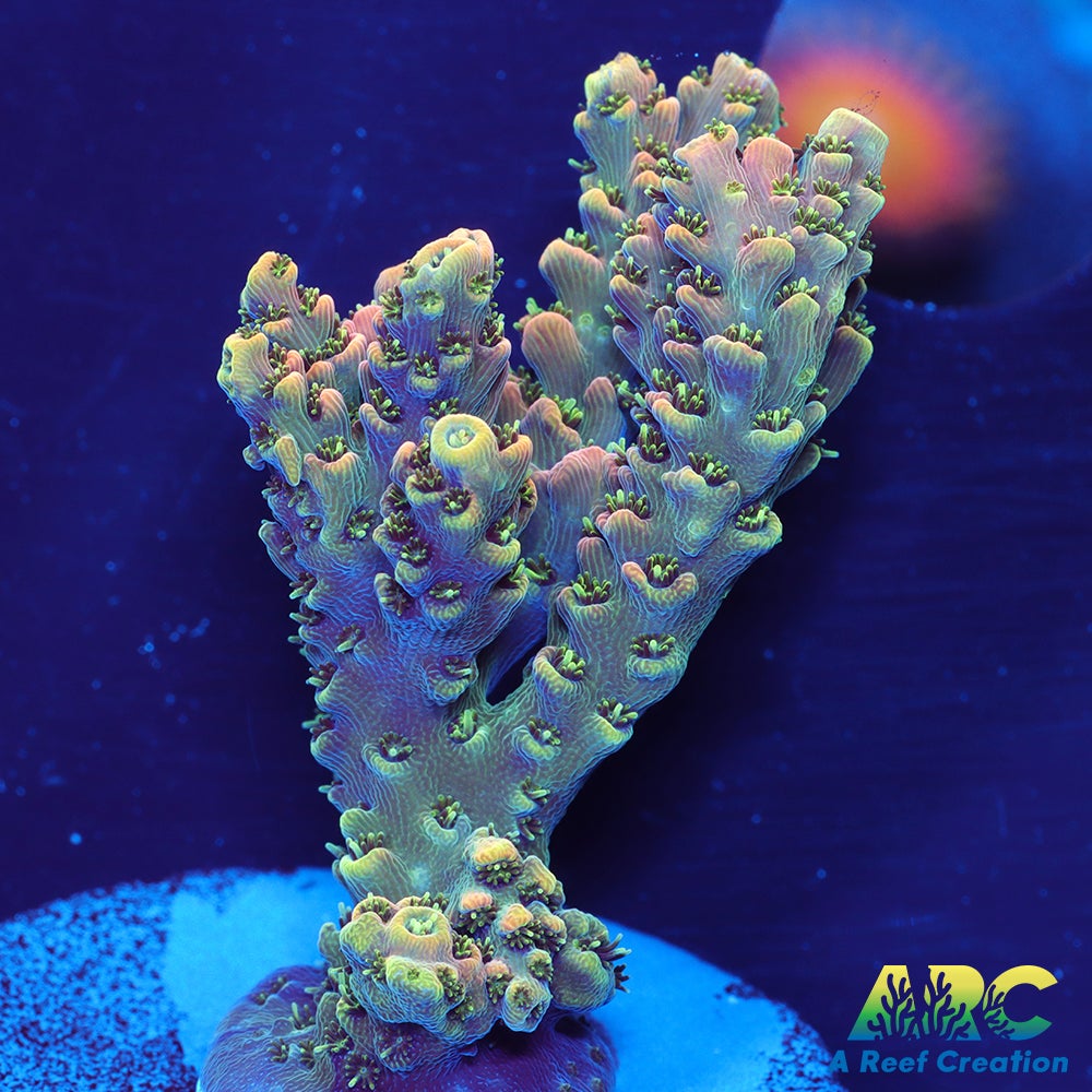 Sanjay's Party Time Table