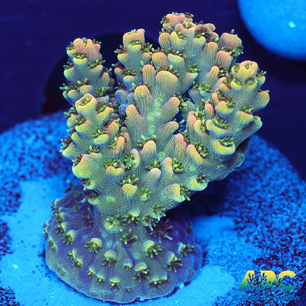 Sanjay's Party Time Table