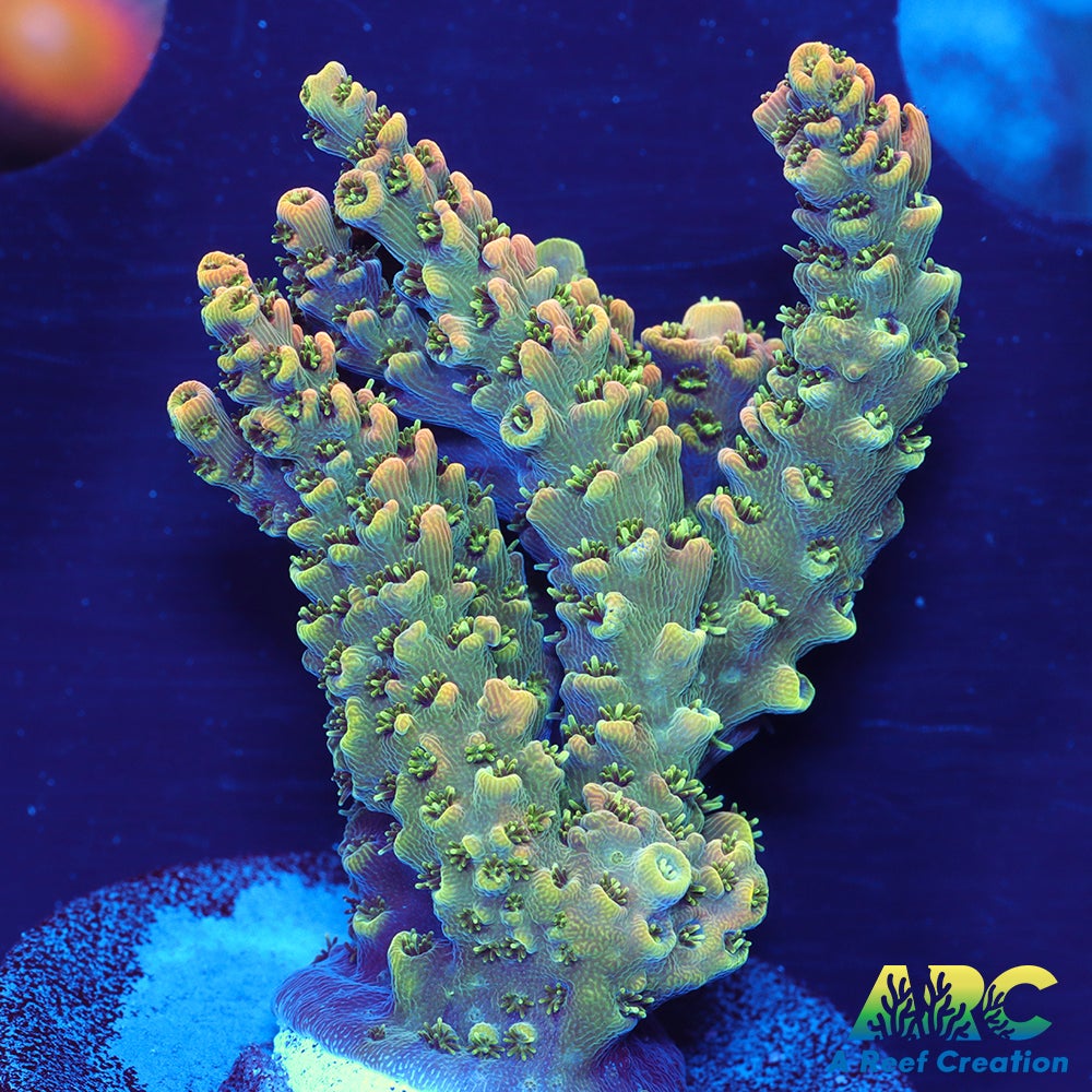 Sanjay's Party Time Table