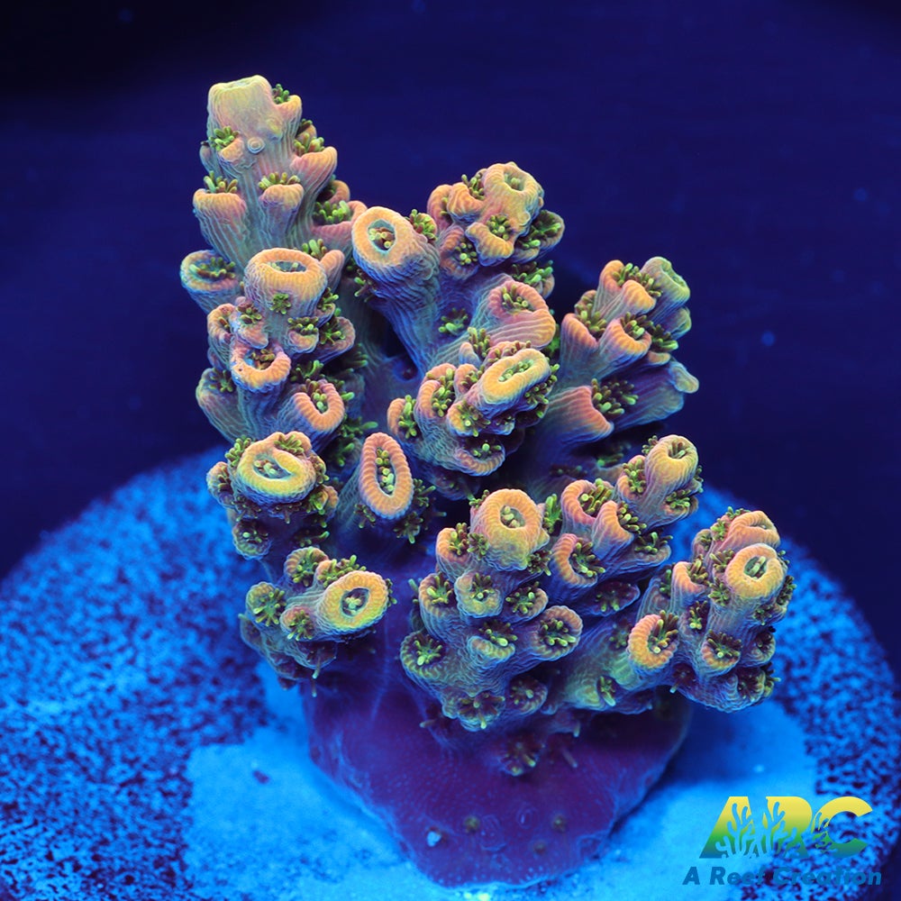 Sanjay's Party Time Table