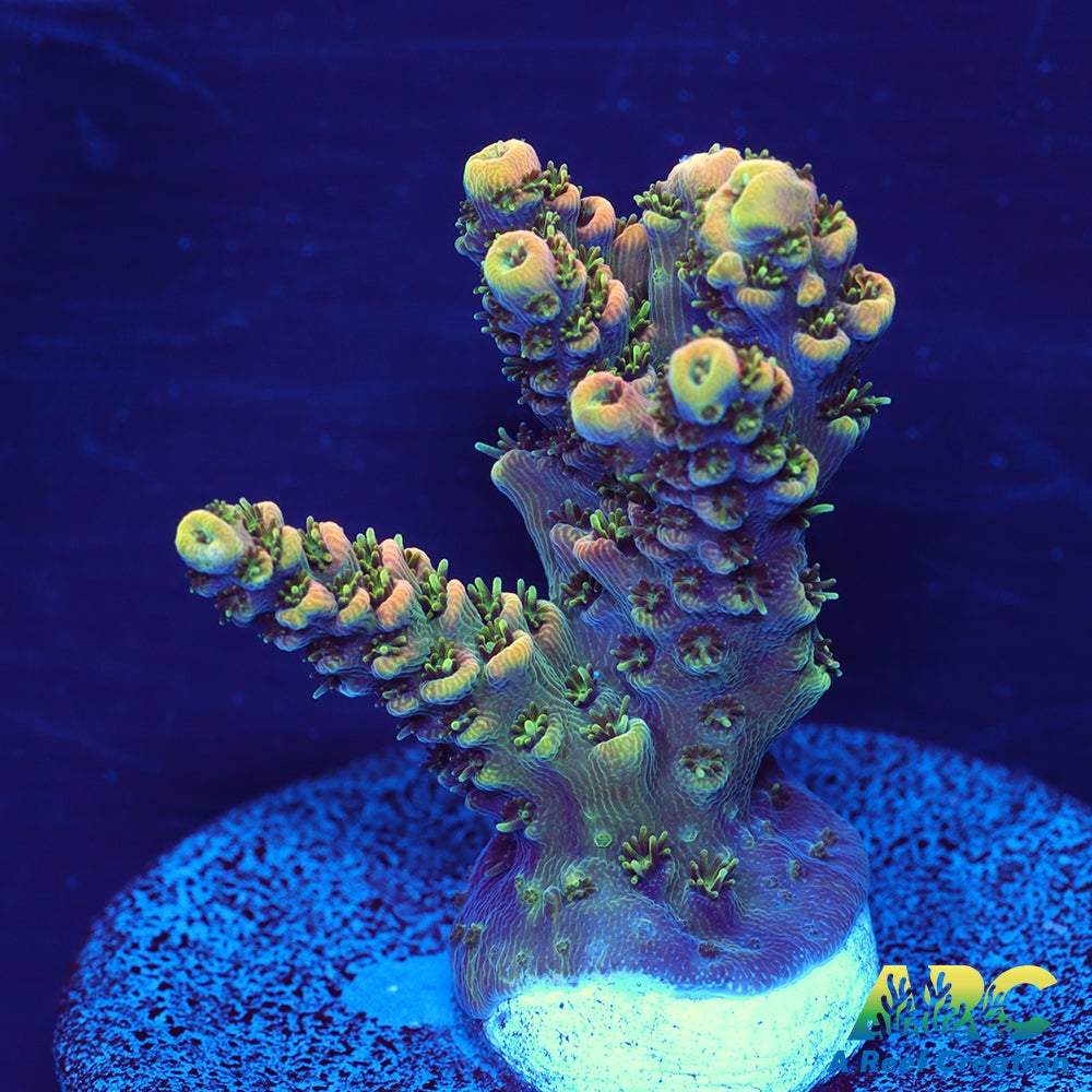 Sanjay's Party Time Table