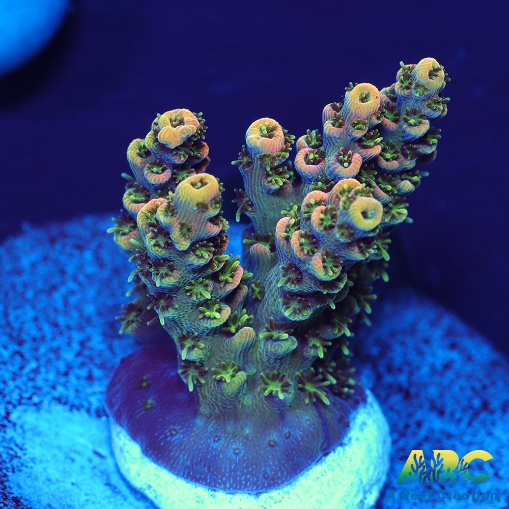 Sanjay's Party Time Table