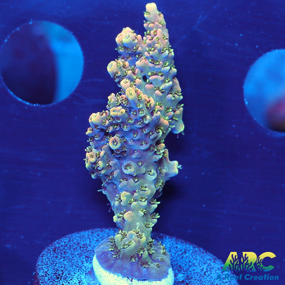 Sanjay's Party Time Table