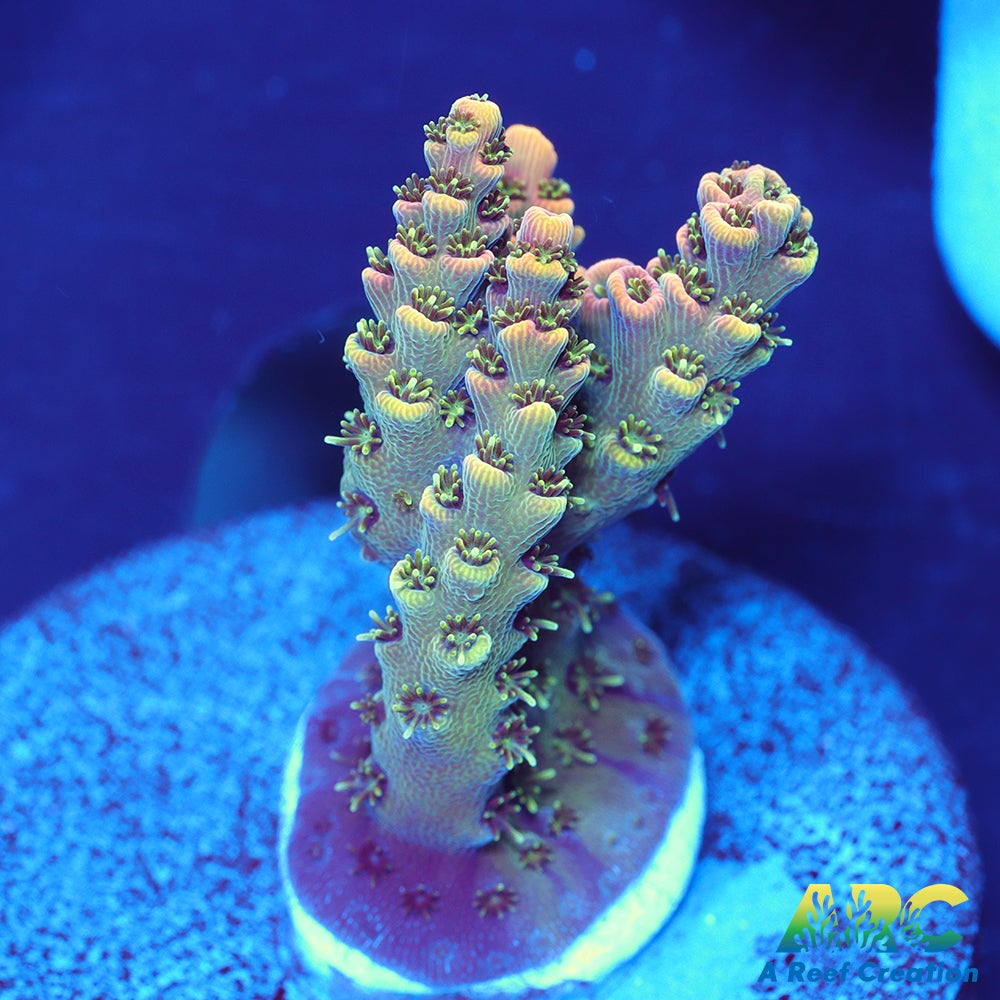 Sanjay's Party Time Table