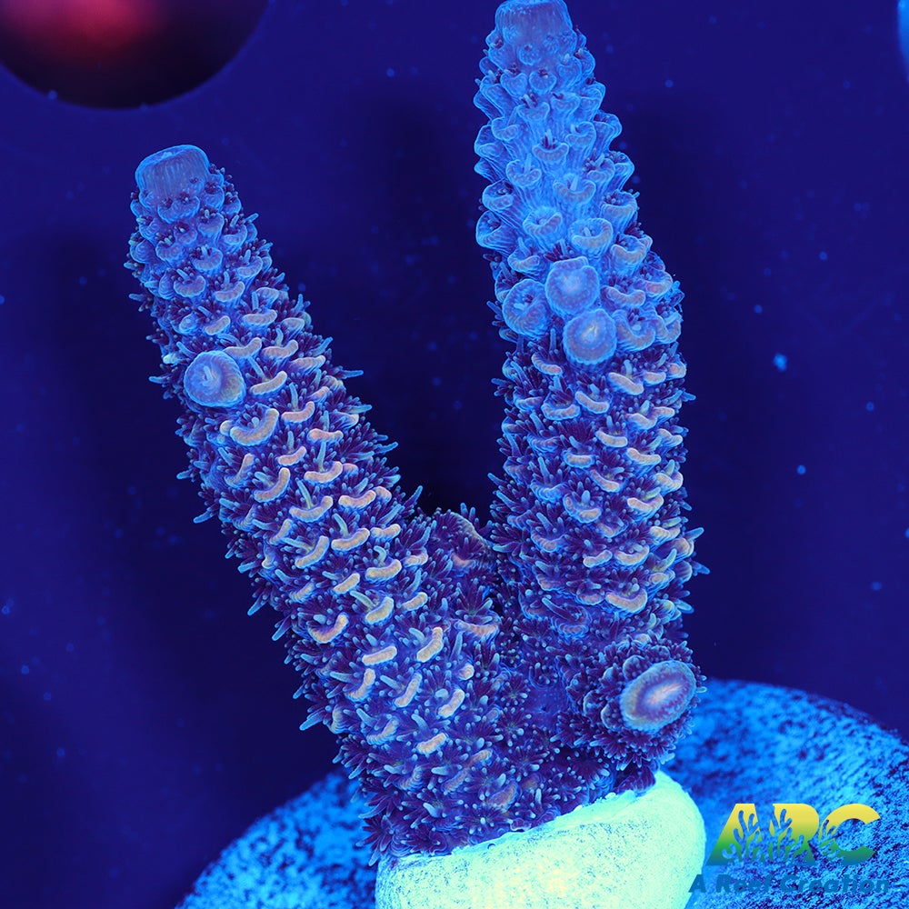 ARC Plue and Pink Milli