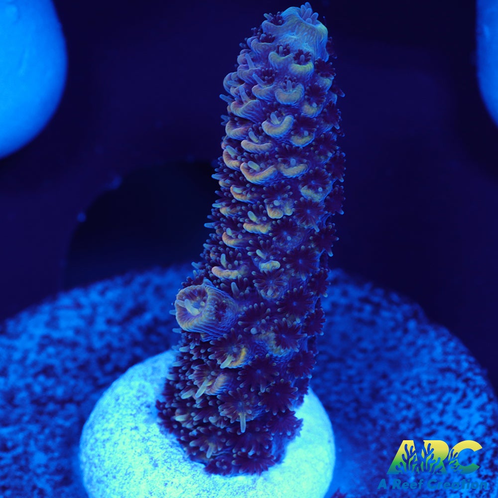 ARC Plue and Pink Milli