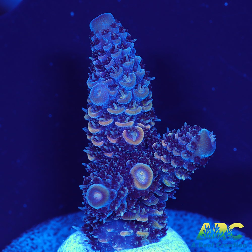 ARC Plue and Pink Milli