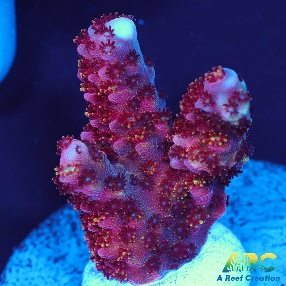 ARC Jingle bells Acro