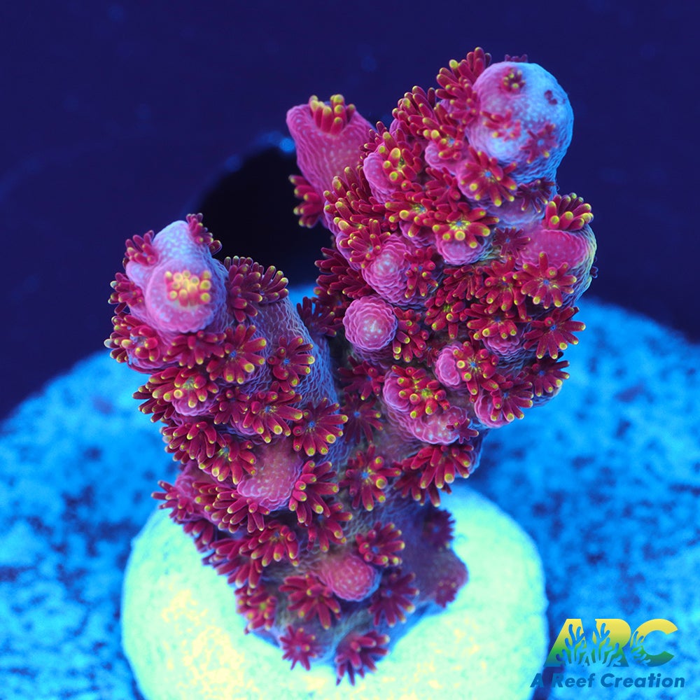 ARC Jingle bells Acro