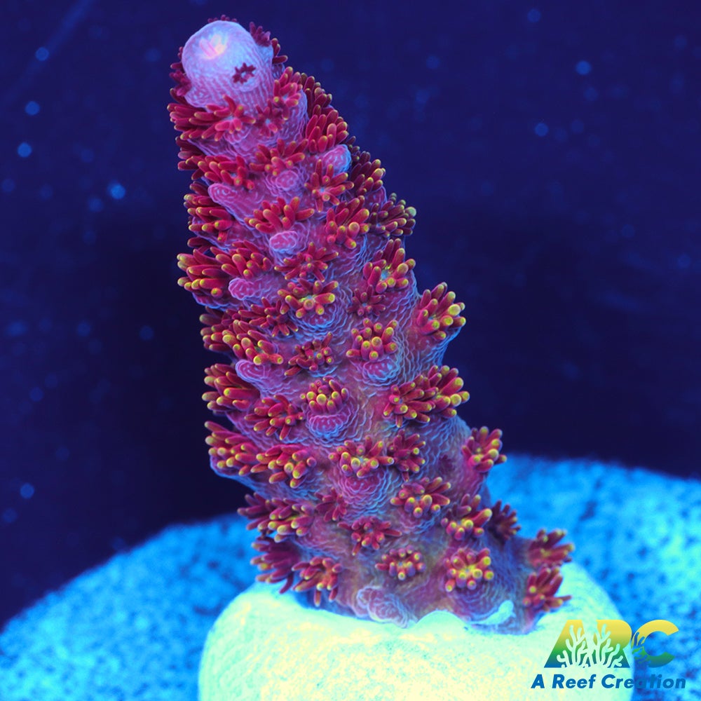 ARC Jingle bells Acro