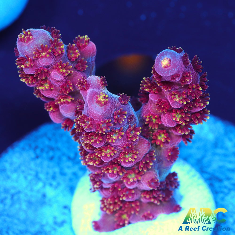 ARC Jingle bells Acro