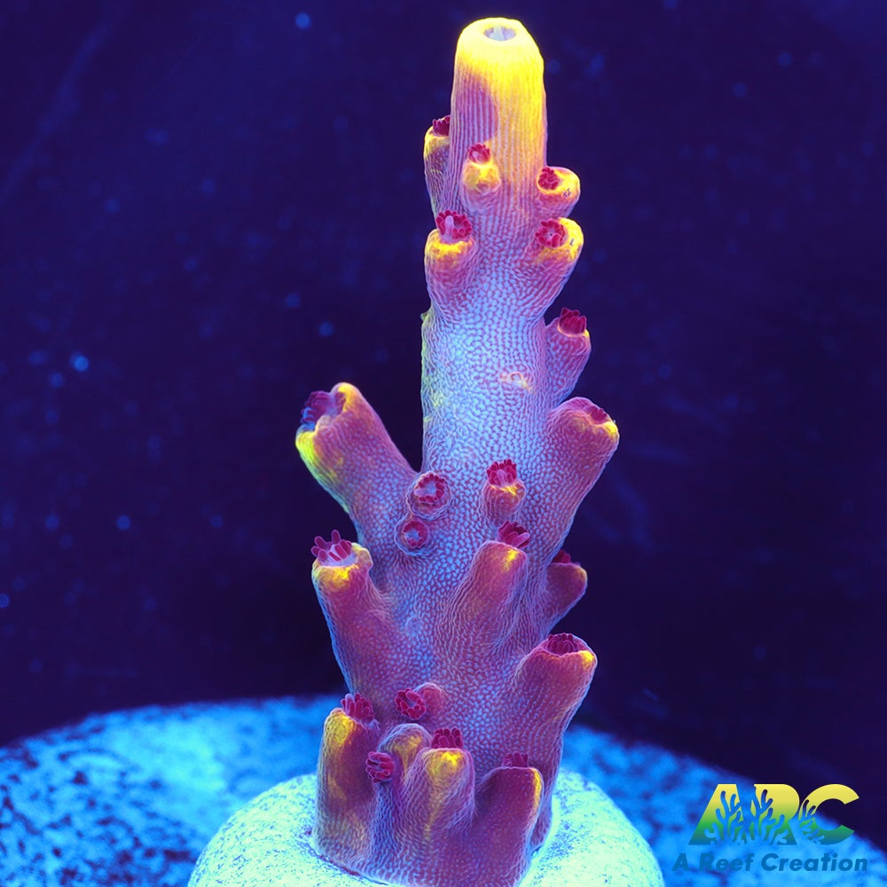 JF Fox Flame