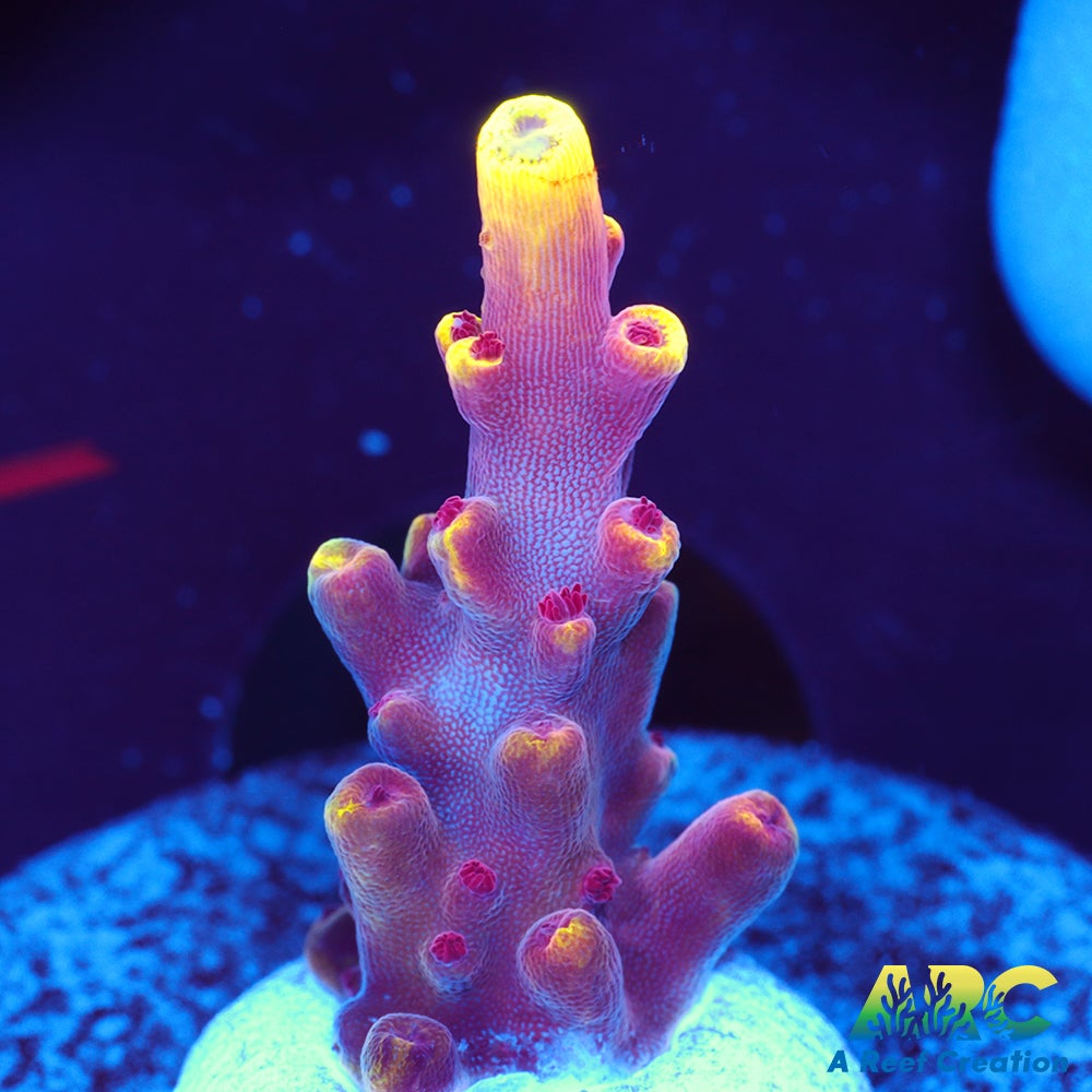 JF Fox Flame