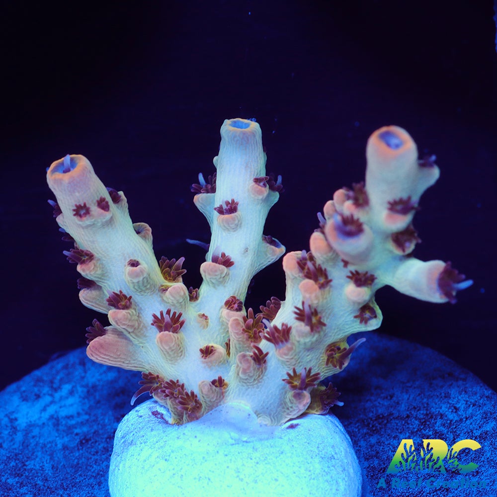 ARC Shape Shifter Acro